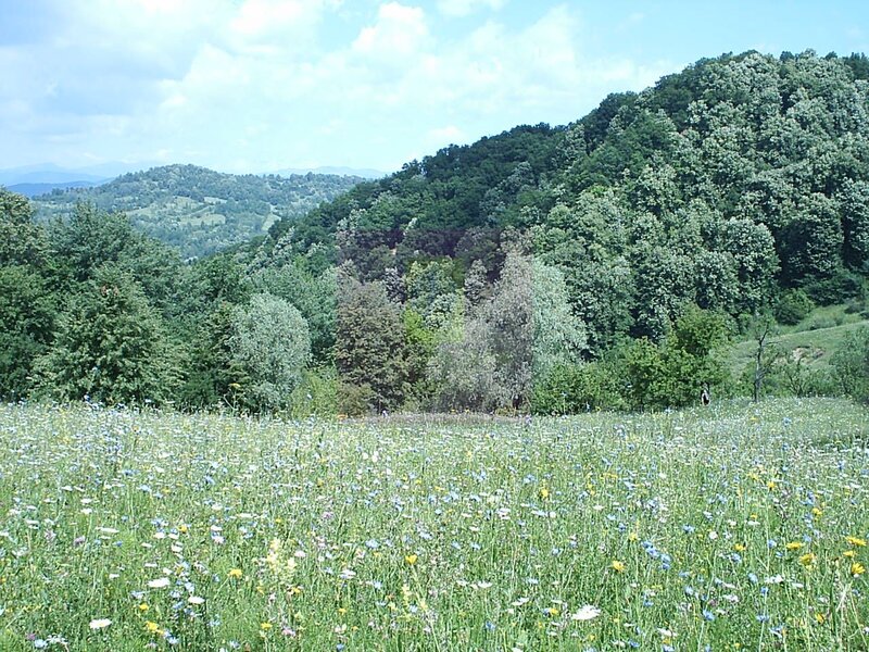 Teren intravilan de vanzare in Telega